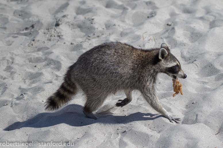 bill baggs cape florida